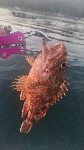 カサゴの釣果
