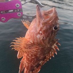 カサゴ