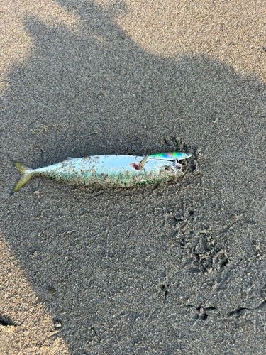 マサバの釣果