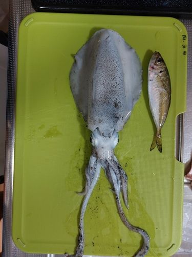 アオリイカの釣果