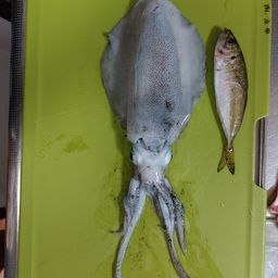 アオリイカ