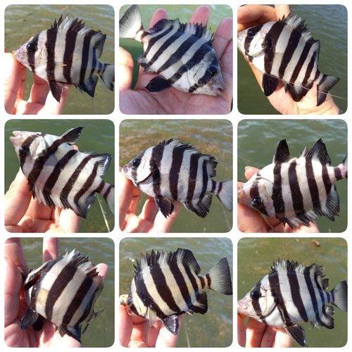 サンバソウの釣果
