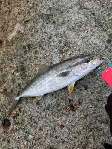イナダの釣果