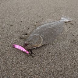 ヒラメ