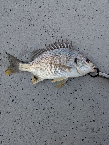 キビレの釣果