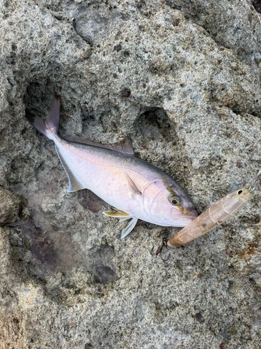 ショゴの釣果