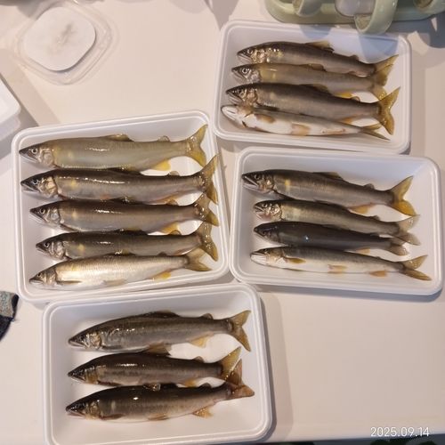 アユの釣果