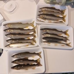 アユ