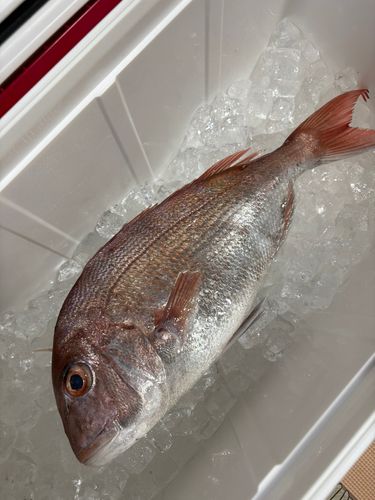タイの釣果