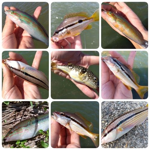 ベラの釣果