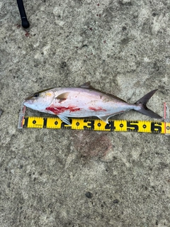 カンパチの釣果