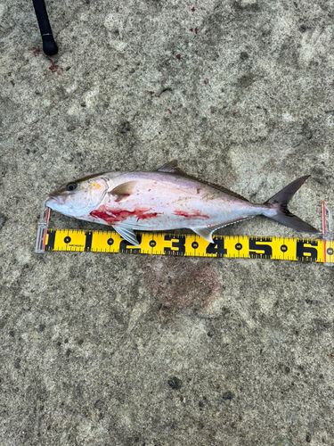 カンパチの釣果