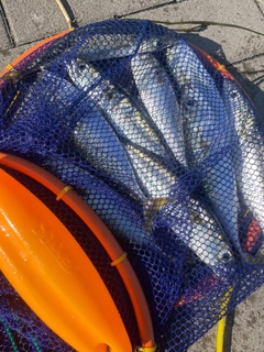 サバの釣果