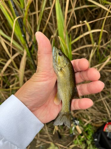 立日橋