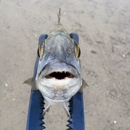 クロダイ