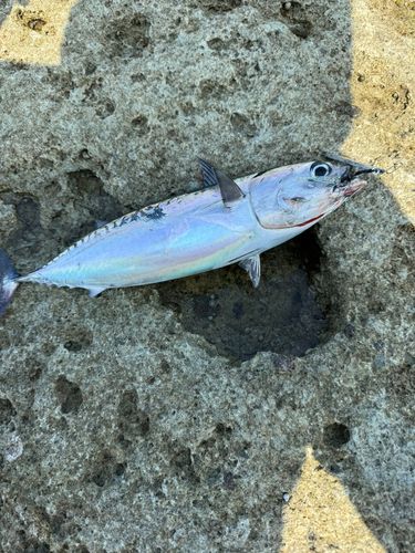 ソウダガツオの釣果