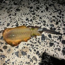 アオリイカ
