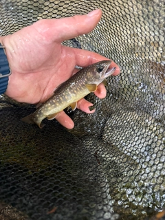 イワナの釣果