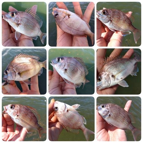 チャリコの釣果