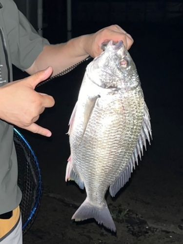 キビレの釣果