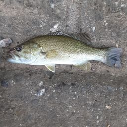 スモールマウスバス