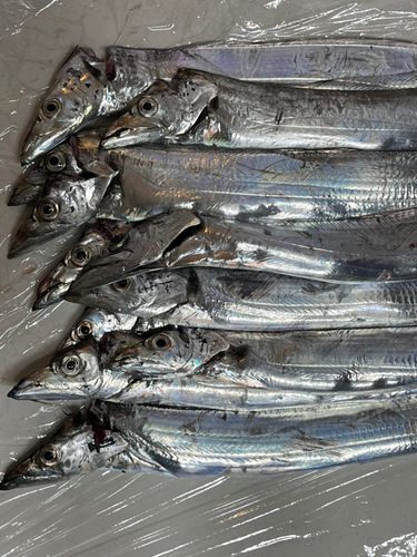 タチウオの釣果