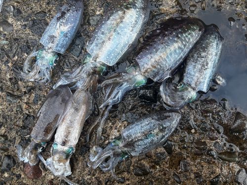 アオリイカの釣果