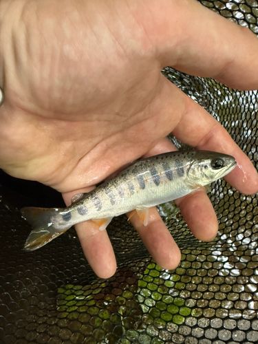 アマゴの釣果