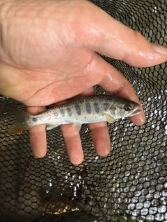 アマゴの釣果