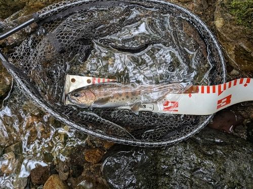 ヤマメの釣果