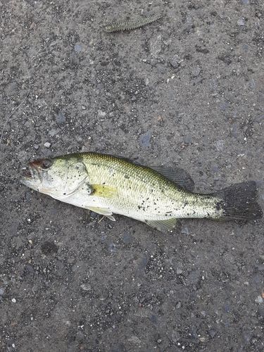 ラージマウスバスの釣果