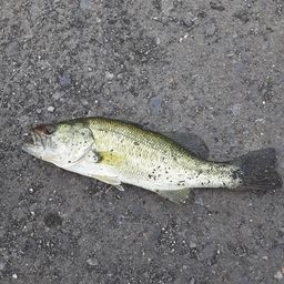 ラージマウスバス