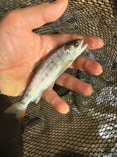 アマゴの釣果