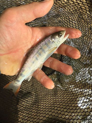 アマゴの釣果