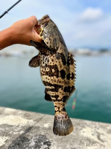 チャイロマルハタの釣果