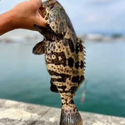 チャイロマルハタ
