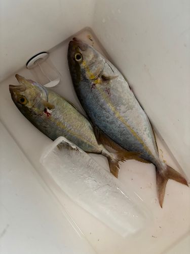 ネリゴの釣果