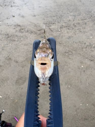 ヒイラギの釣果