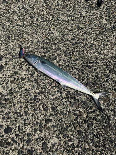 サゴシの釣果