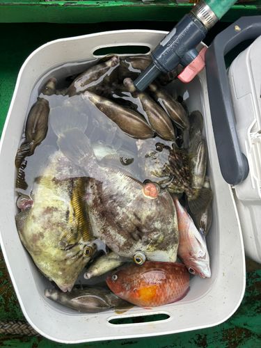 カワハギの釣果