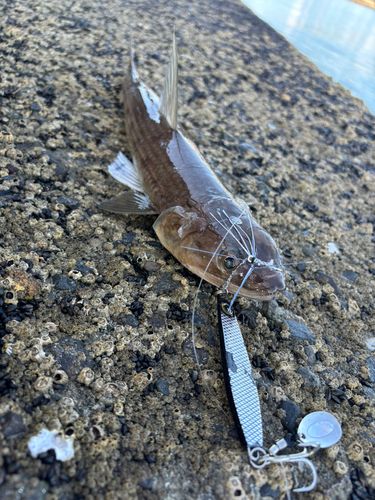 エソの釣果