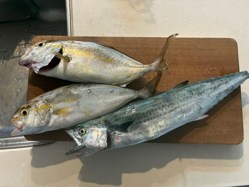 ヤズの釣果