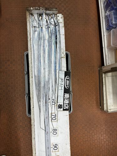 タチウオの釣果