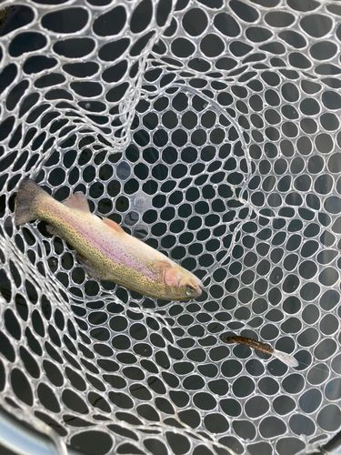 ニジマスの釣果
