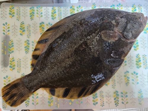 カレイの釣果