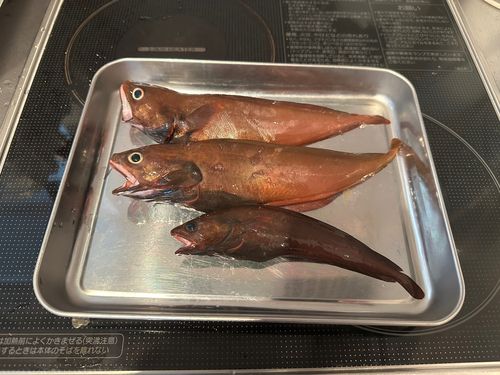 ドンコの釣果
