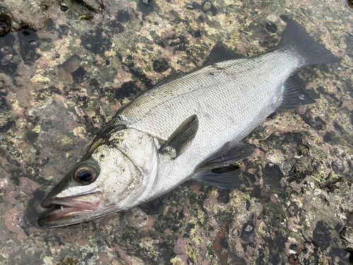 ヒラスズキの釣果