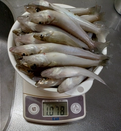 キスの釣果