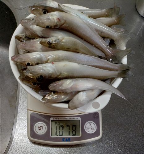 キスの釣果