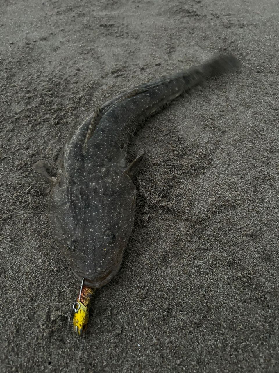 コチ